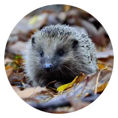 Membre France Nature Environnement de la Côte d'Or