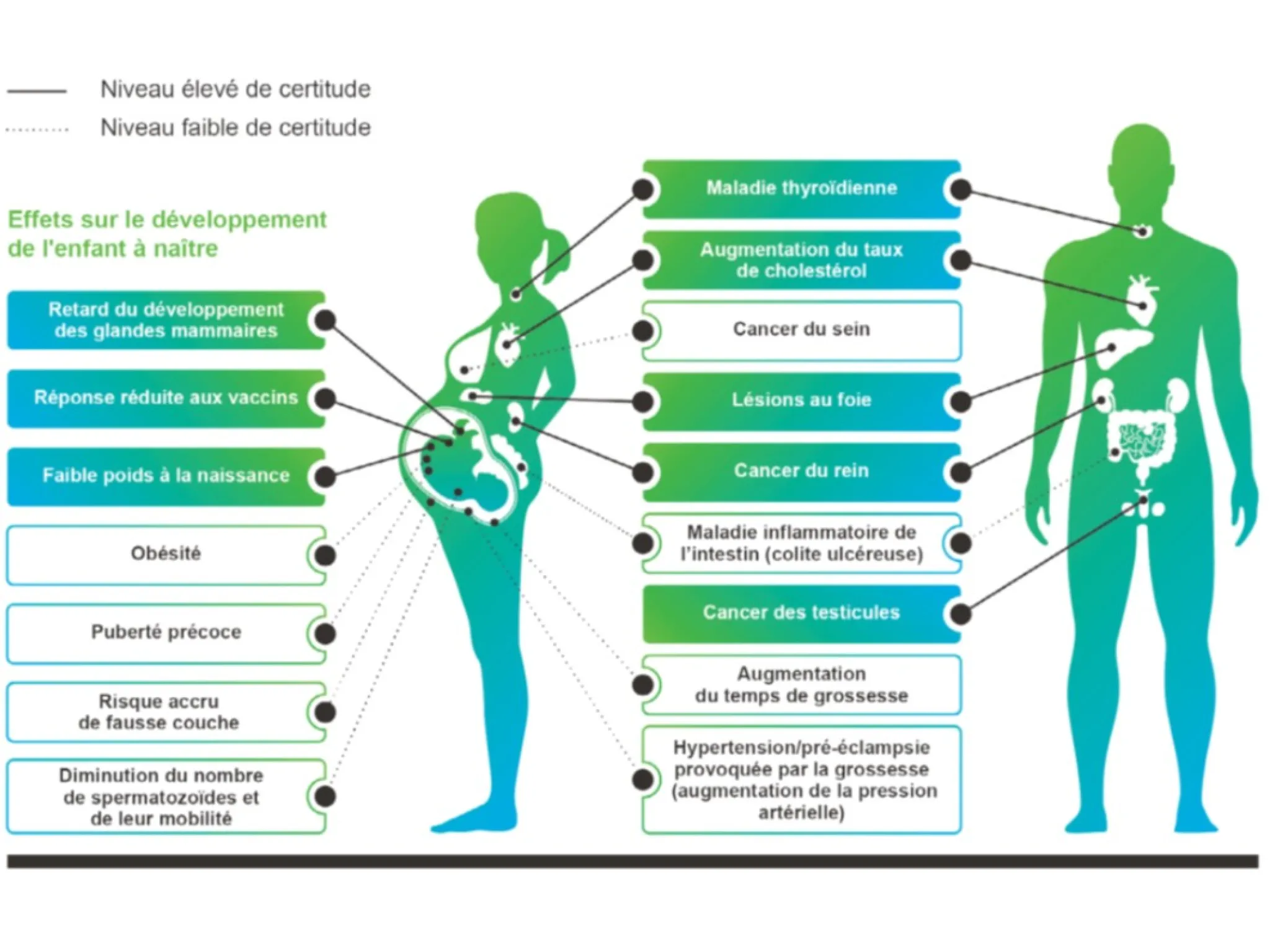 Les effets suspectés et avérés de certains PFAS sur la santé humaine
