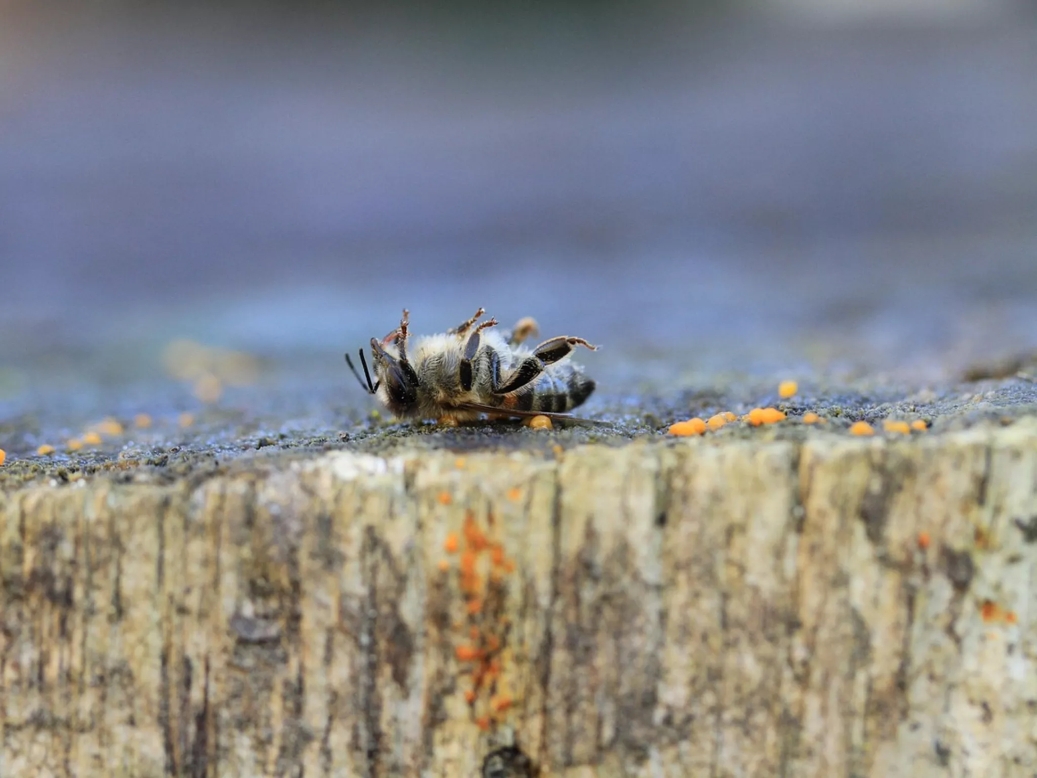 Abeille morte