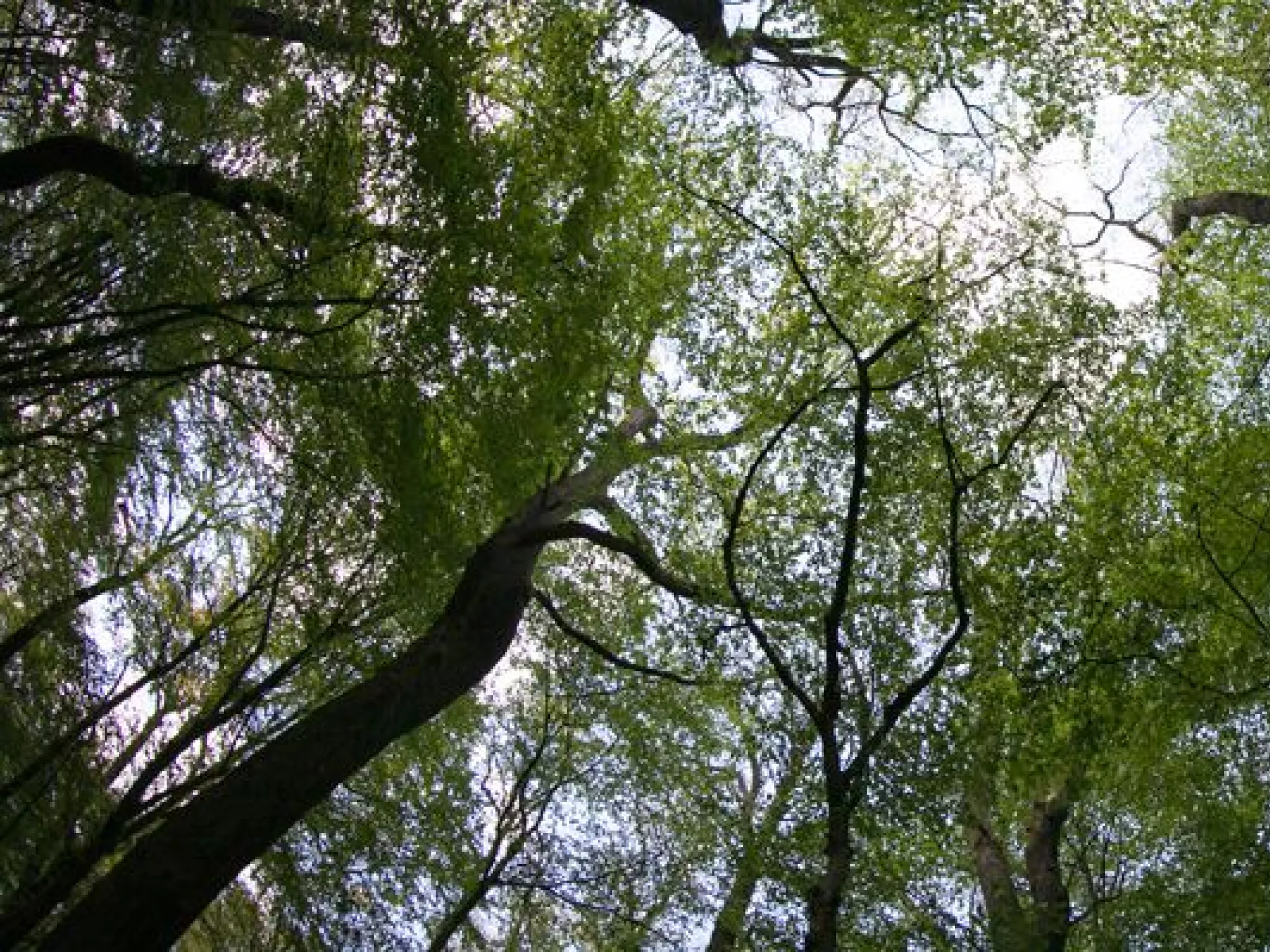 Une situation des forêts préoccupante en Bourgogne Franche-Comté Une forêts ensoleillée en contre plongée de jour