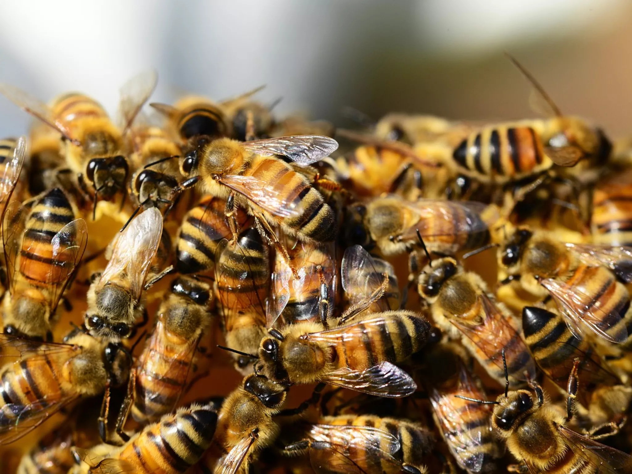 Abeilles, crédit photo : PollyDot Abeilles