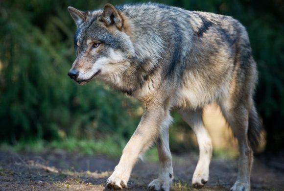 Changement de gouvernement mais pas de méthode : la France tue de plus en plus de loups au lieu d’organiser la cohabitation